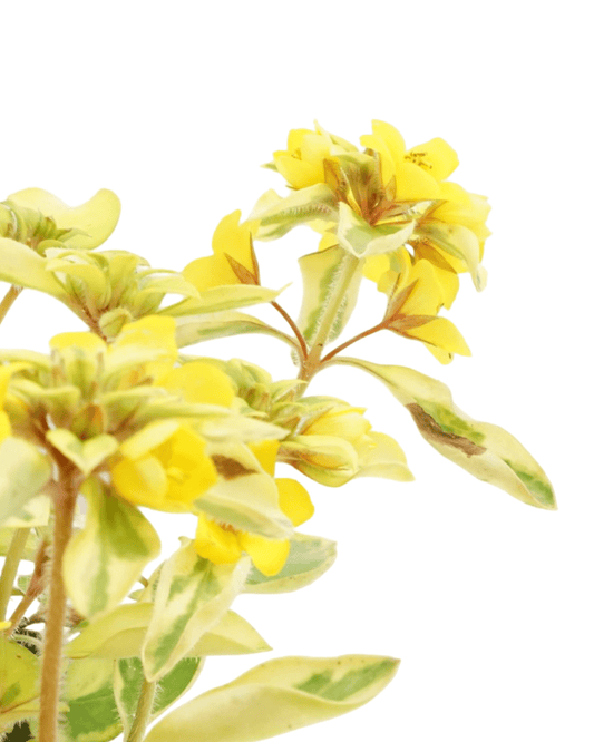 Lysimachia 'Waikiki Sunset' - The Garden Corner