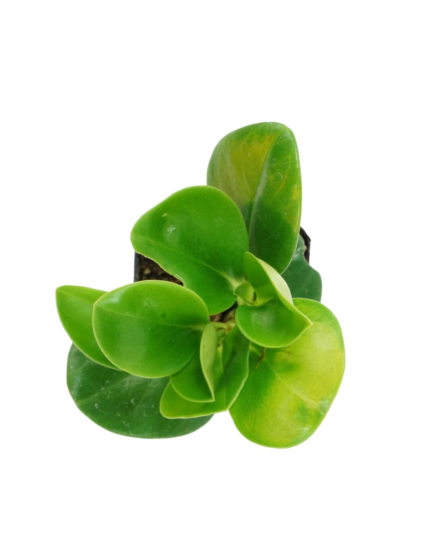 Peperomia obtusifolia - The Garden Corner