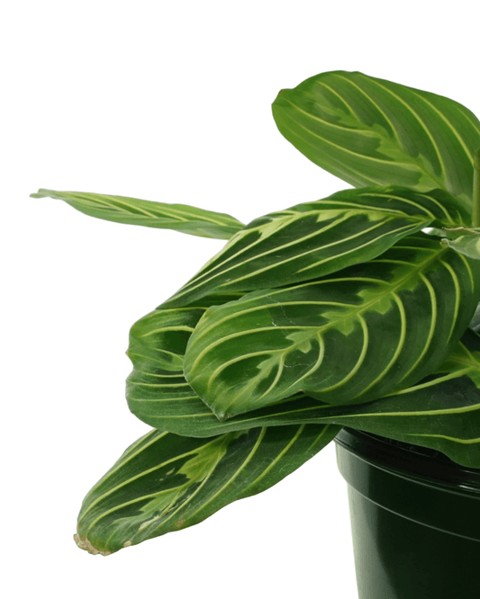 Maranta leuconeura 'Lemon Lime' - The Garden Corner