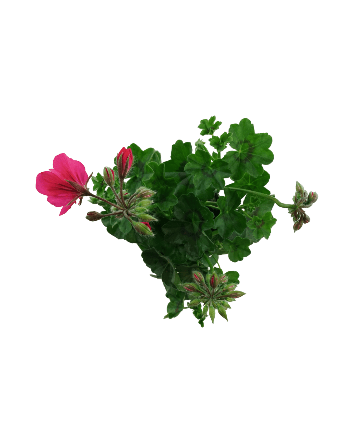 Geranium Ivy Focus™ 'Rose' - The Garden Corner