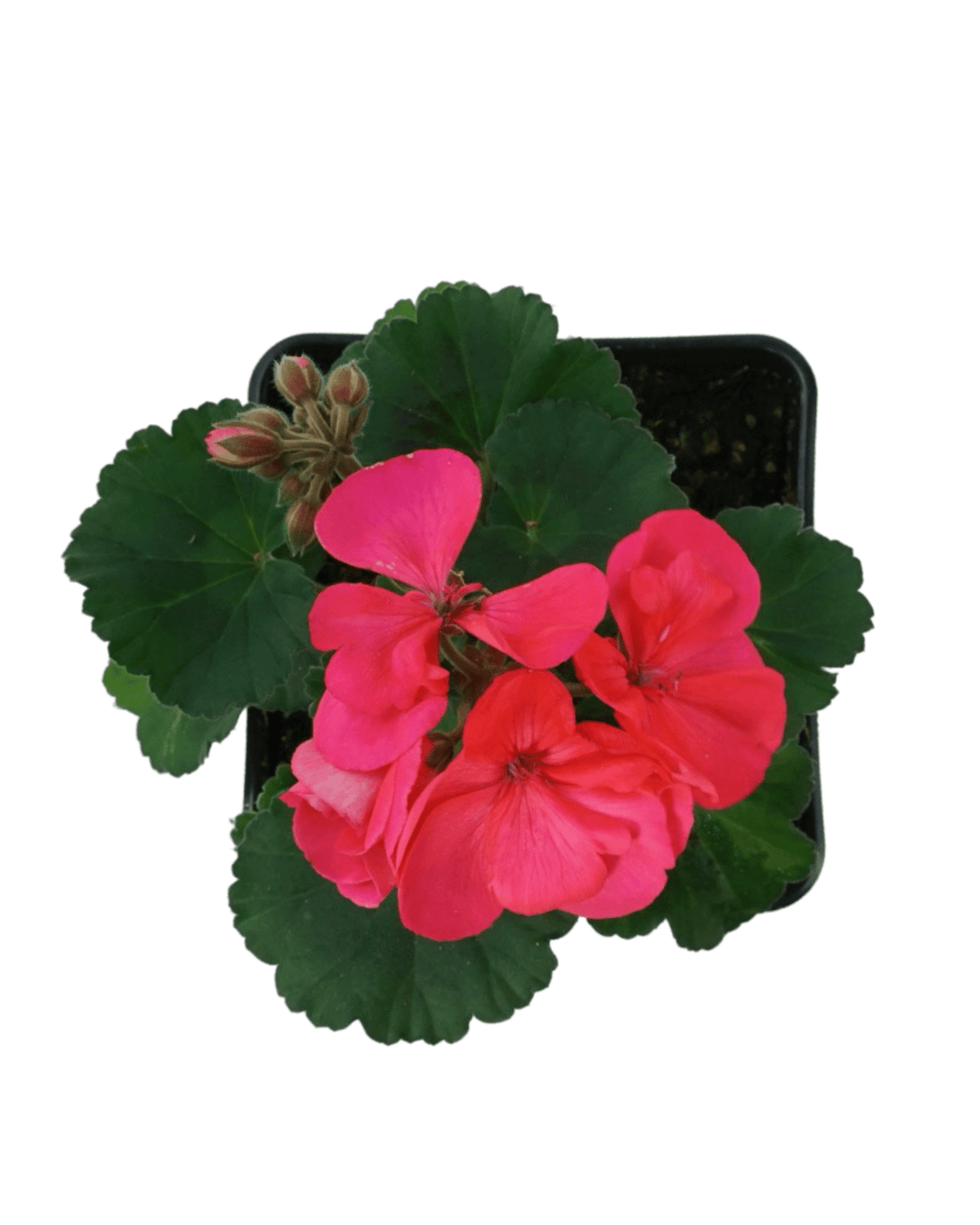 Geranium Zonal ‘Moonlight Salmon’ - Annuals