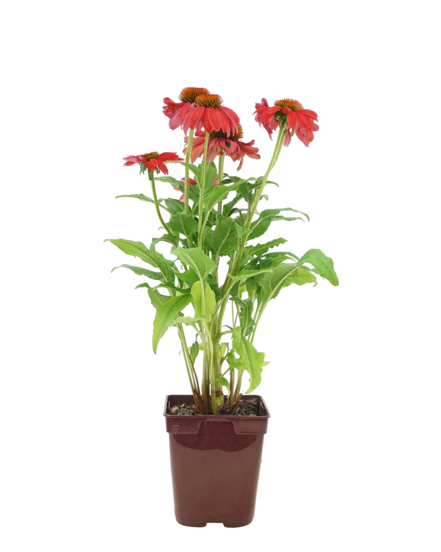 Echinacea Artisan 'Red Ombre'