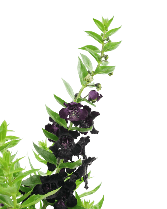 Angelonia 'AngelFlare' - The Garden Corner