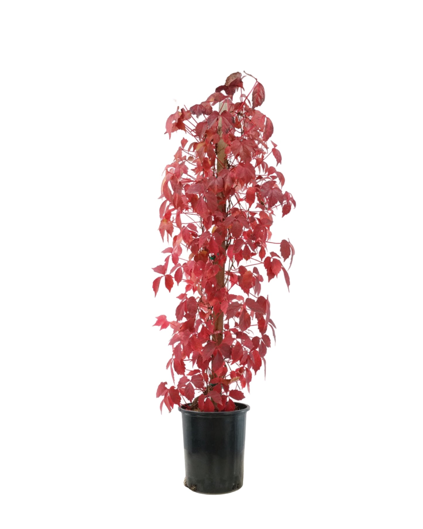 Parthenocissus tricuspidata 'Veitchii'