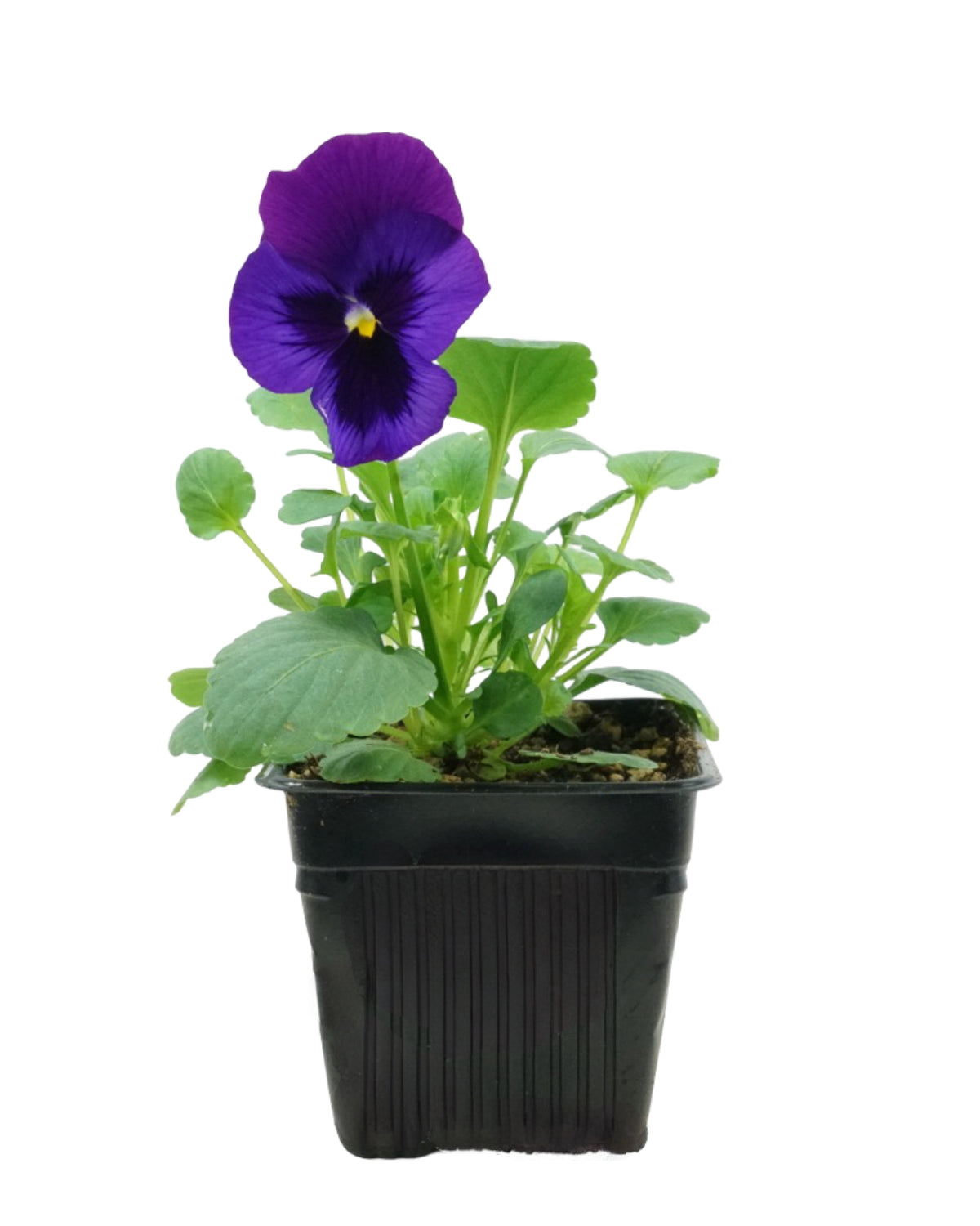 Pansy - Seasonal Plant