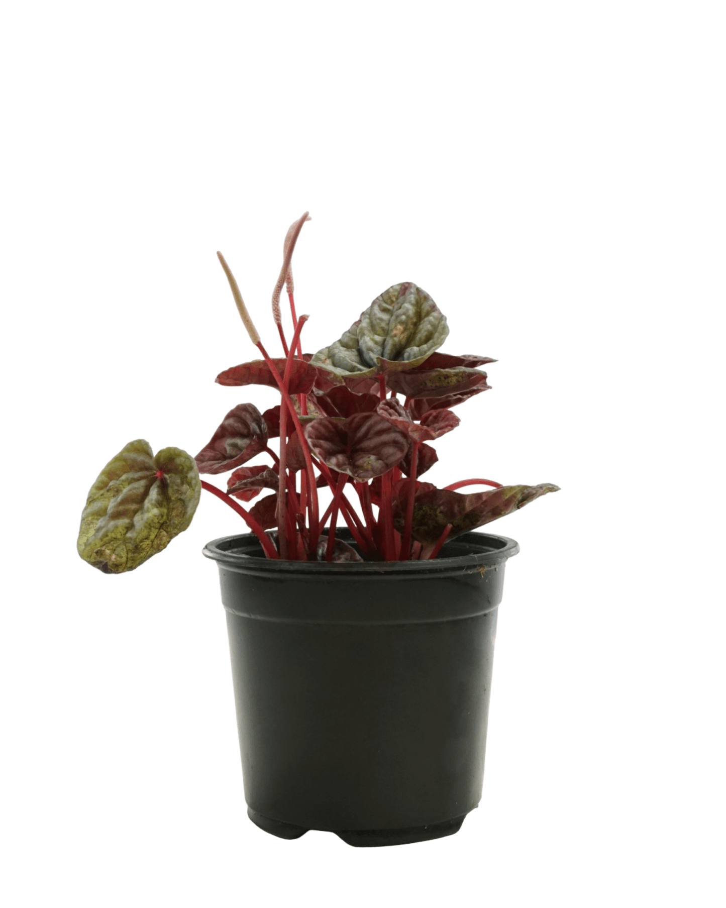 Peperomia caperata 'Luna Grey' - The Garden Corner