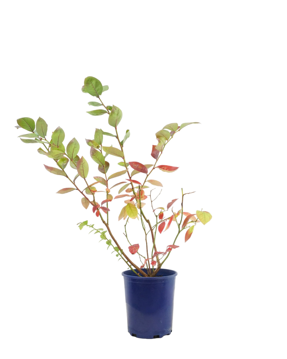 Blueberry 'Toro' - Shrubs