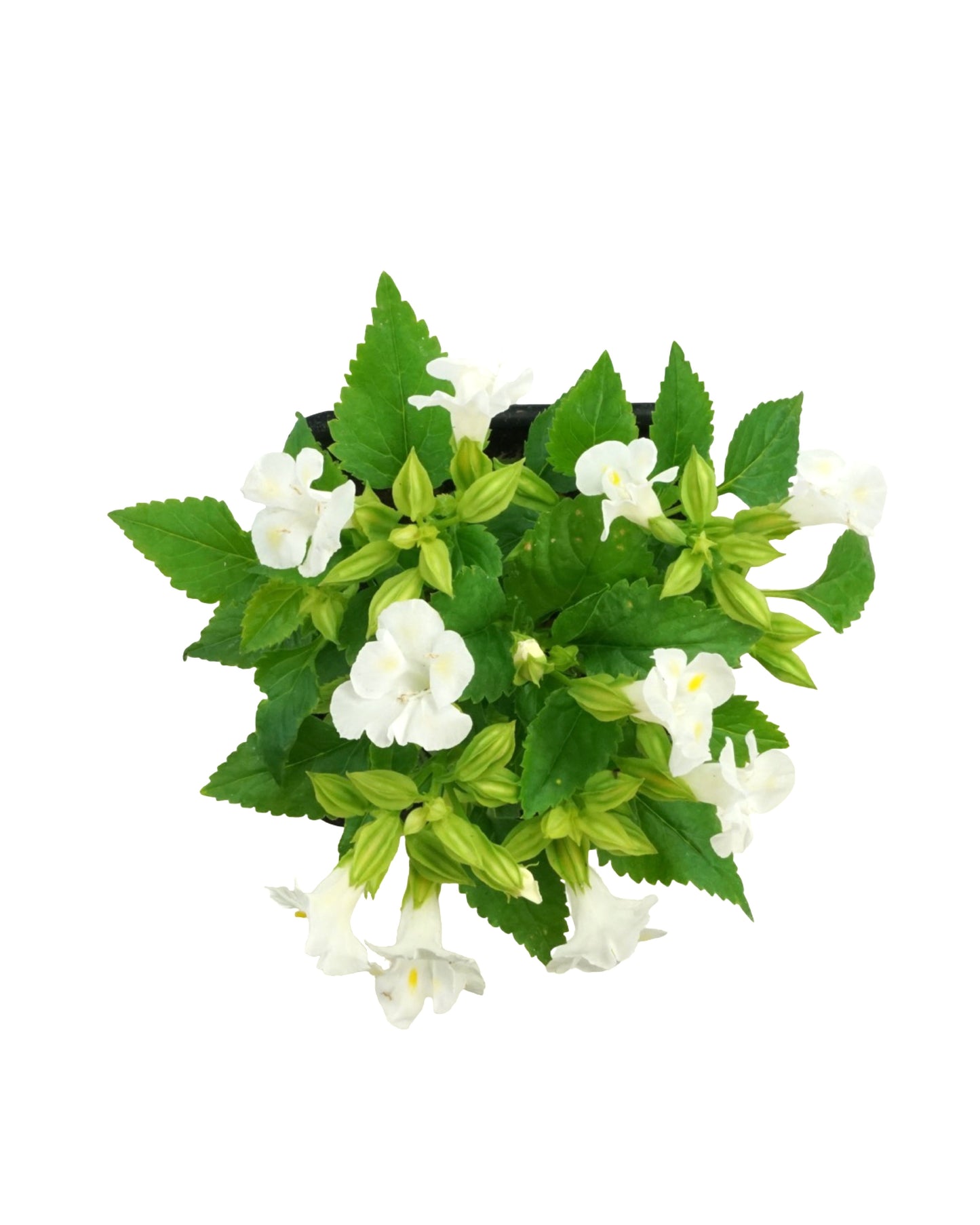 Torenia Hi-Lite Mix - Annuals