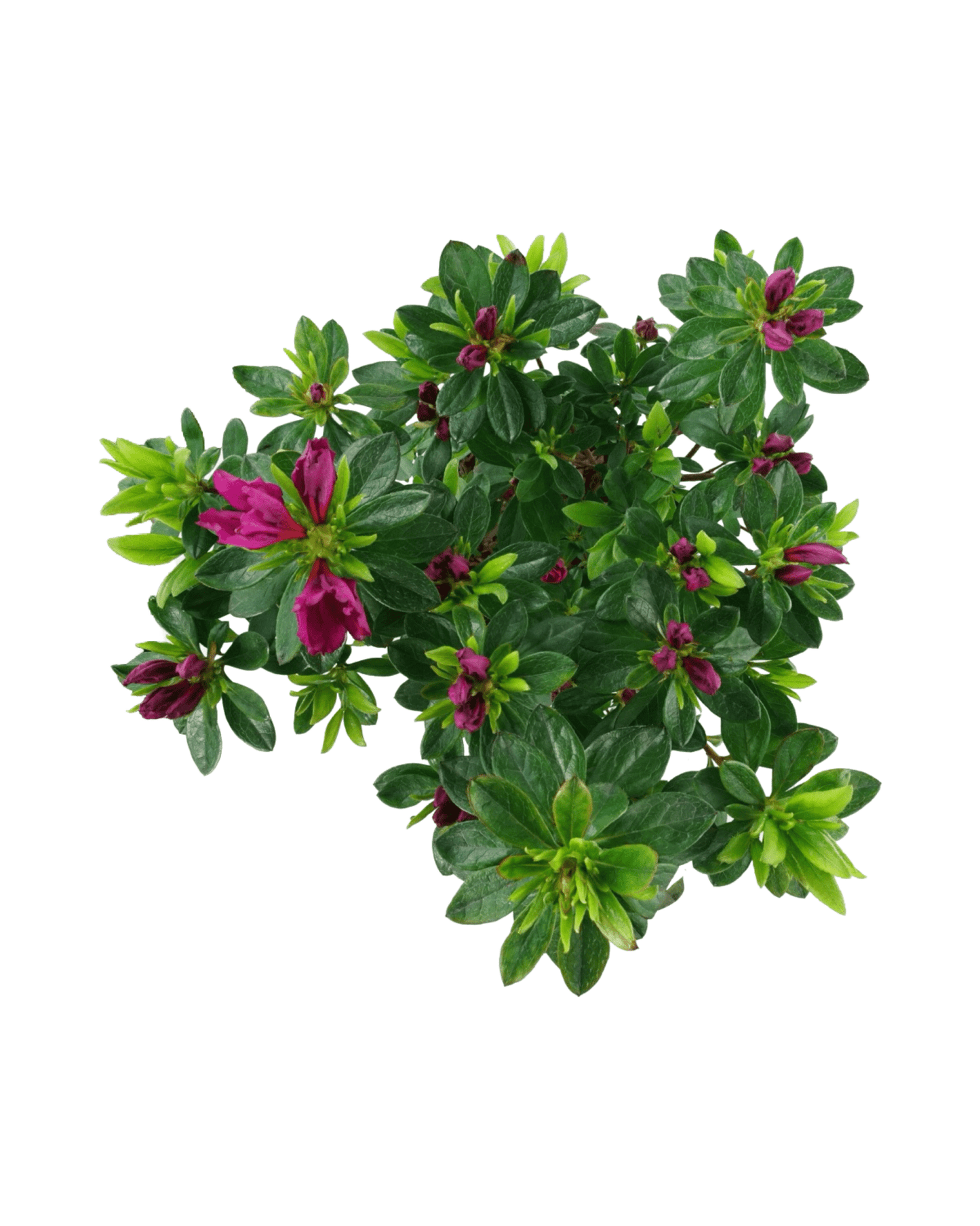 Azalea x 'Girard's Fuchsia' - The Garden Corner