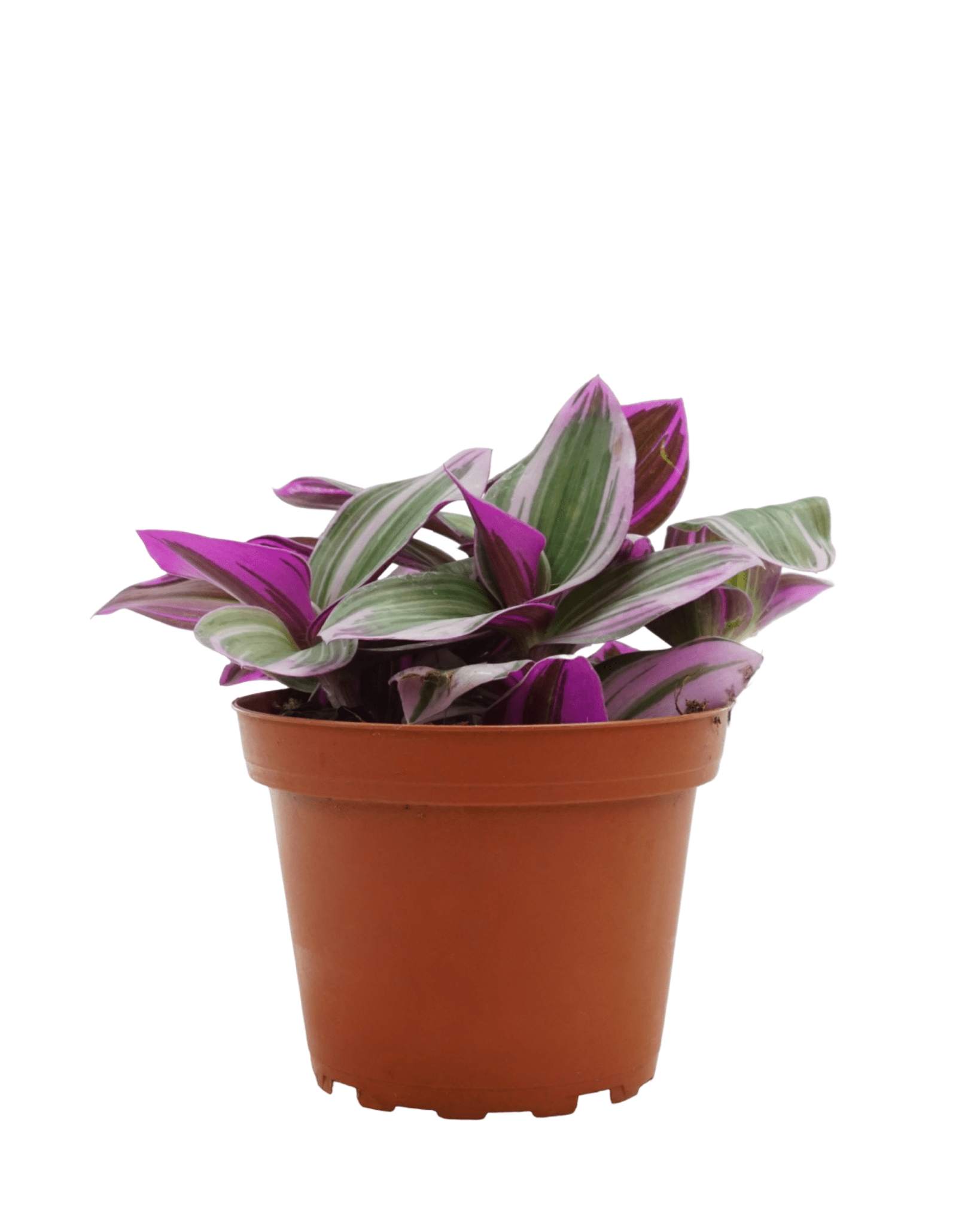tradescantia house plant Tradescantia fluminensis 'Nanouk' – The Garden Corner