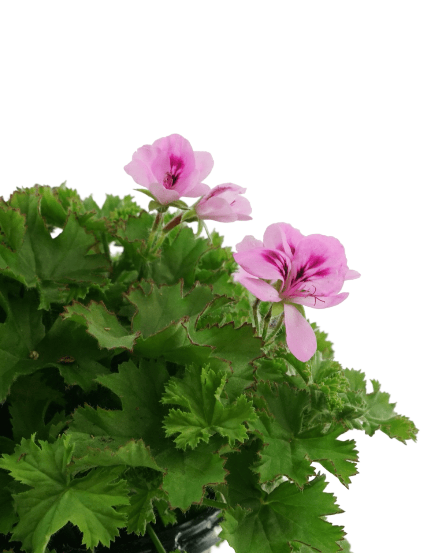 Pelargonium 'Lemona' - The Garden Corner