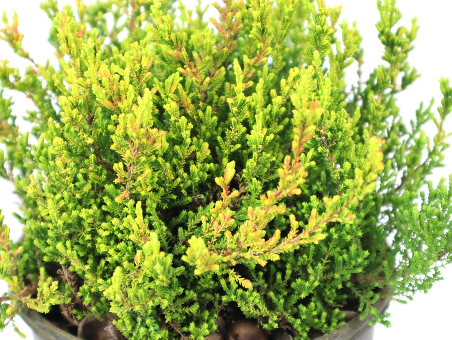 Calluna vulgaris 'Firefly' - The Garden Corner