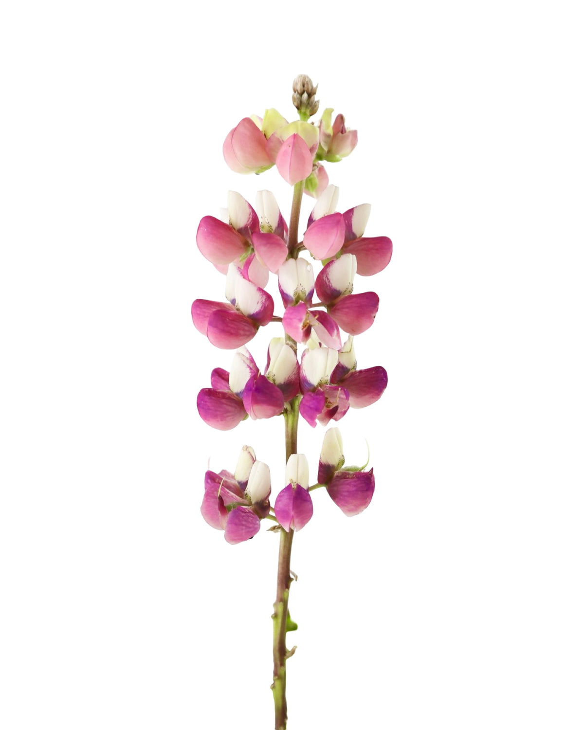 Lupinus regalis 'Gallery Pink Bicolor' - Perennials