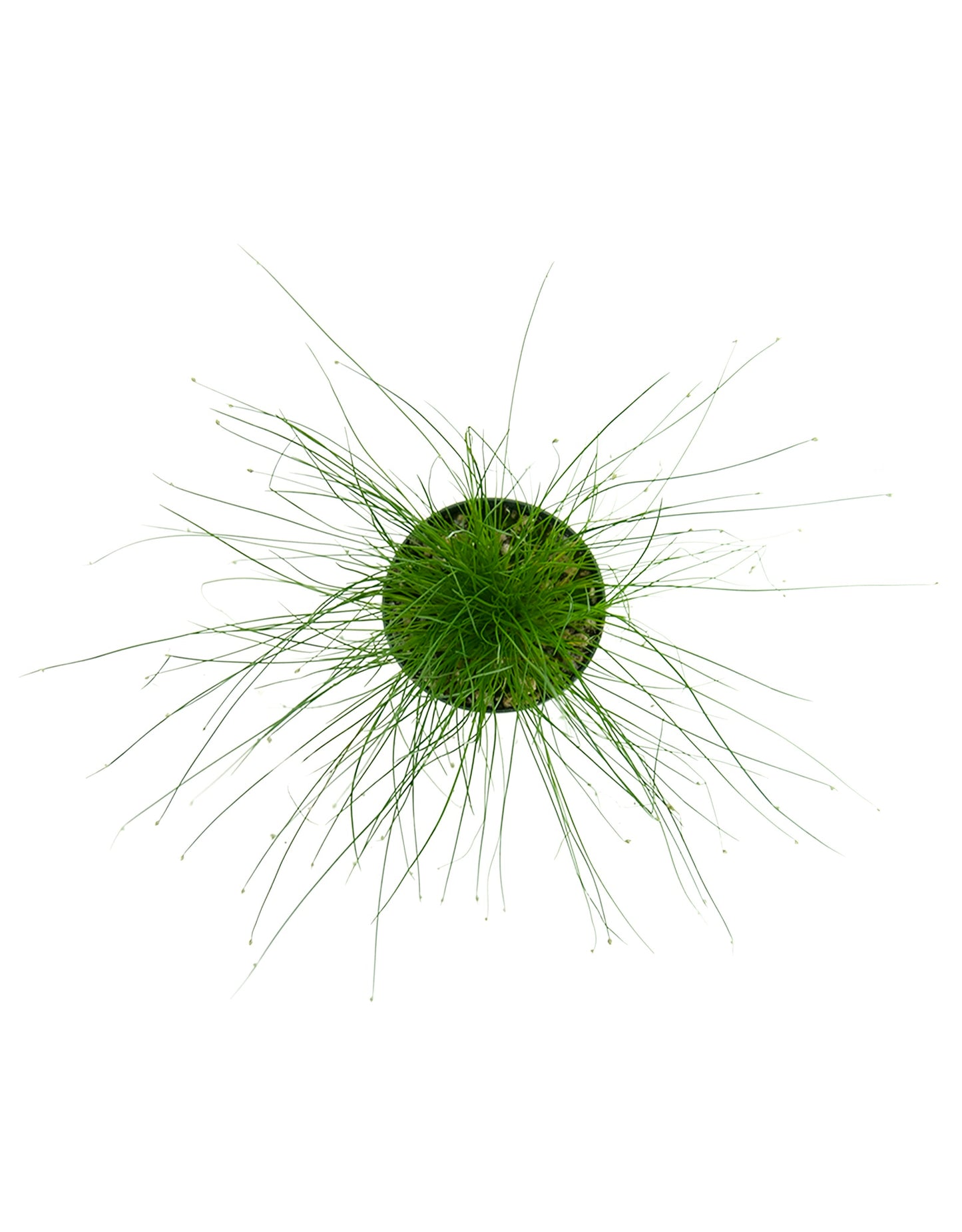 Isolepis cernua (Fiber Optic Grass) - The Garden Corner