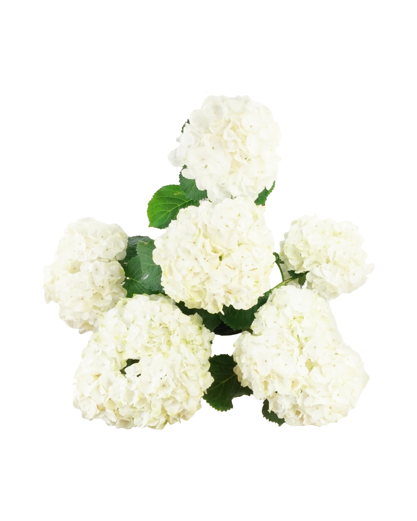 Hydrangea macrophylla assorted - Shrubs