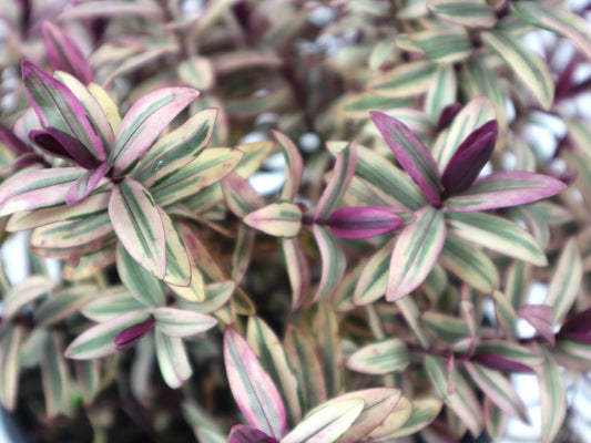 Hebe Surf Break - The Garden Corner