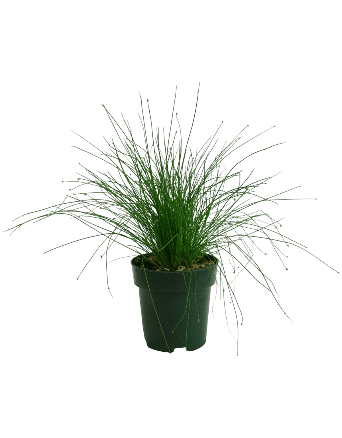 Isolepis cernua (Fiber Optic Grass) - Perennials