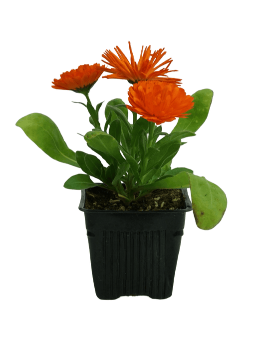 Calendula Bon Bon Mix - The Garden Corner
