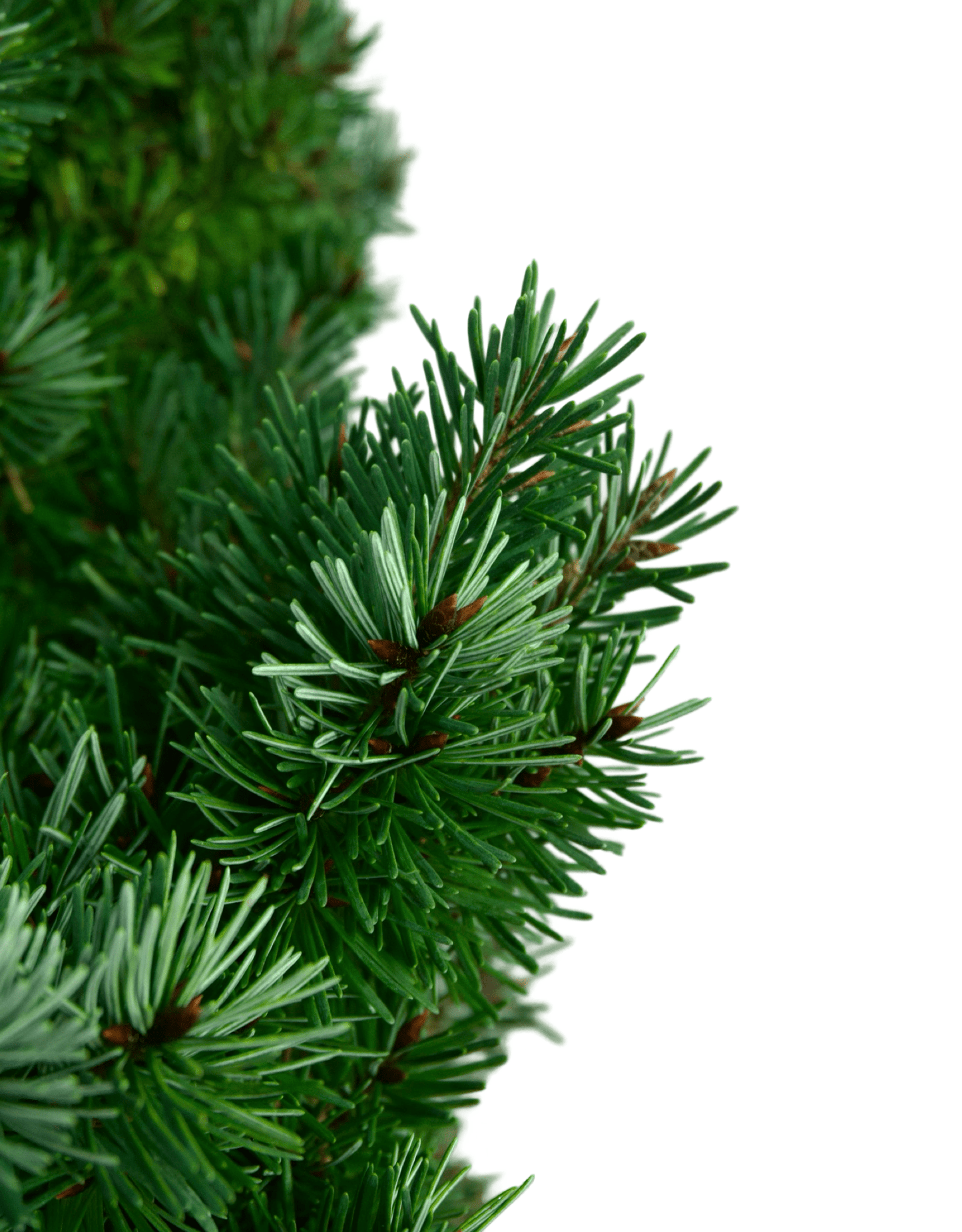 Pseudotsuga menziesii 'Les Barres' - The Garden Corner