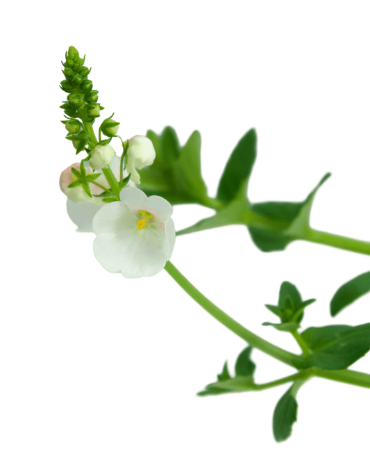 Diascia trinity 'Grace' - The Garden Corner