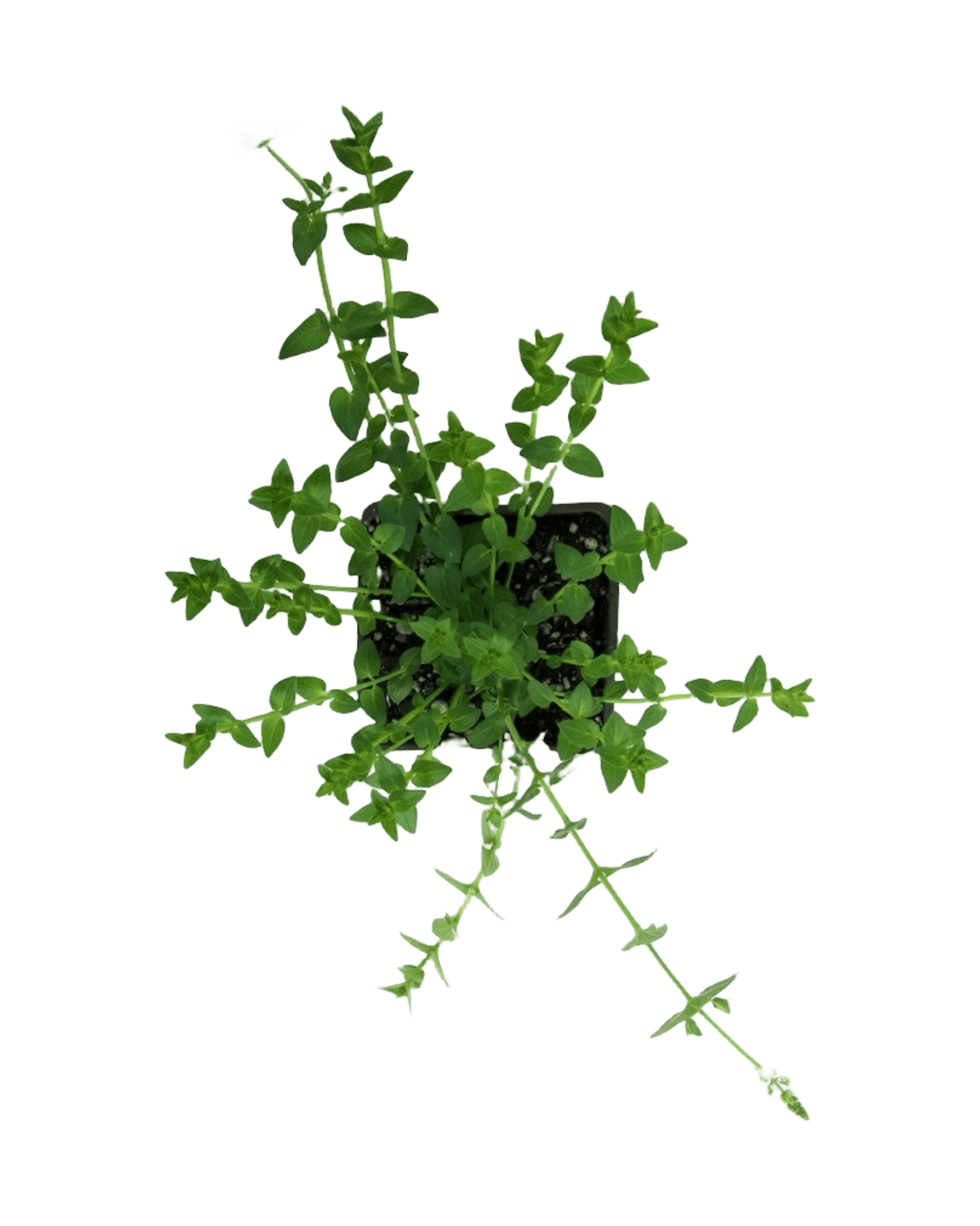 Diascia trinity 'Grace' - The Garden Corner