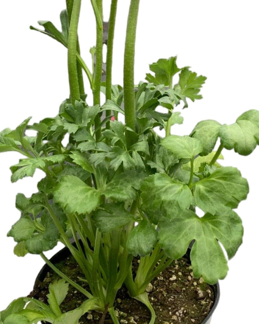 Ranunculus Elegance 'Giallo Gold' - Seasonal Plant