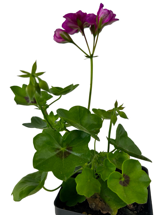 Ivy Geranium 'Ivy League Amethyst' - Annuals
