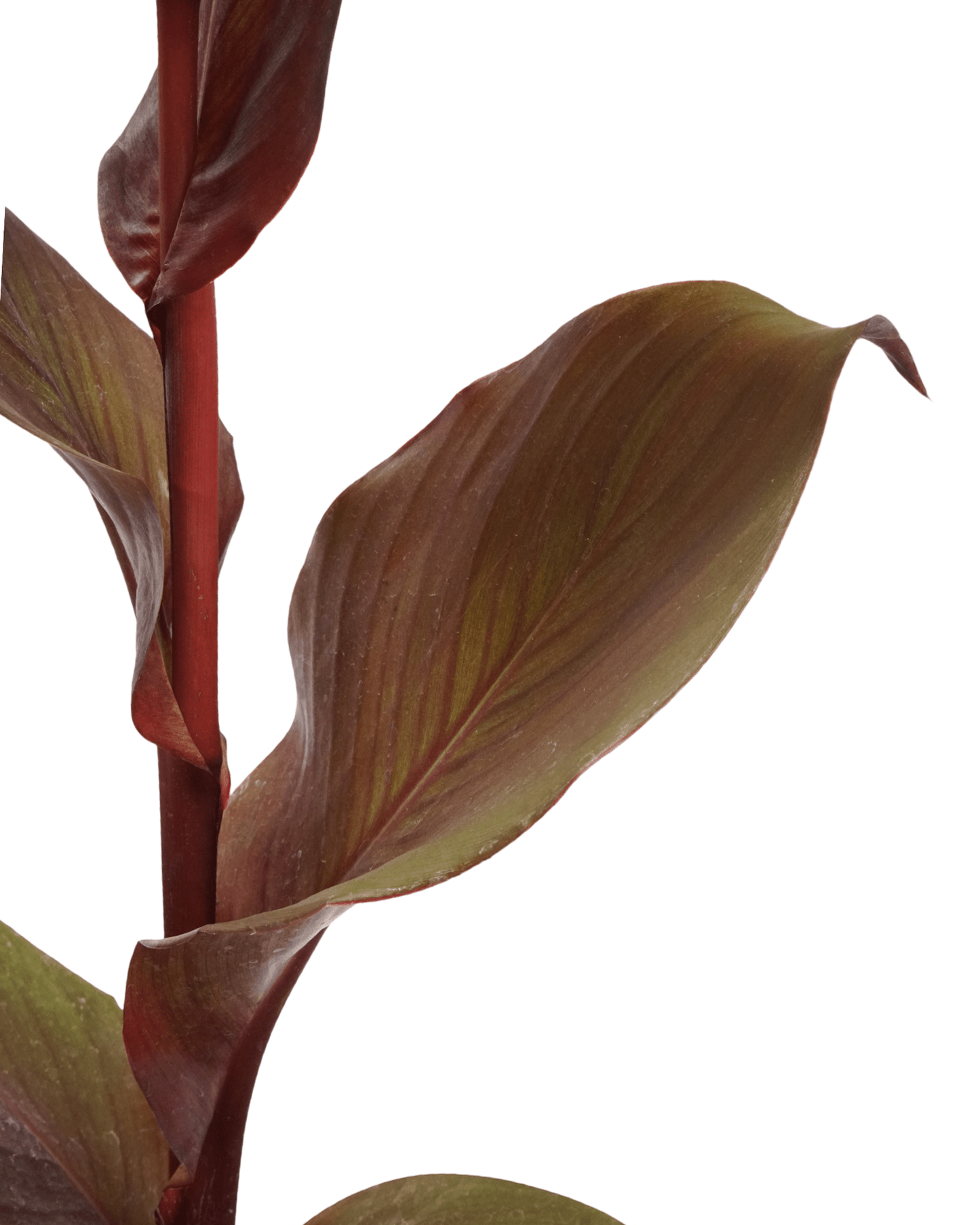 Canna 'Red Velvet' - The Garden Corner