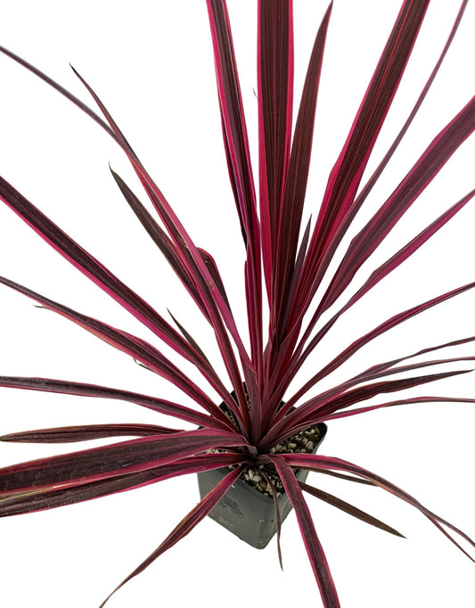 Cordyline australis 'Paso Doble' - The Garden Corner