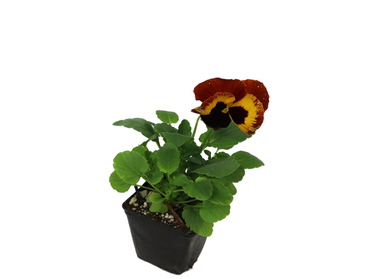 Pansy - Seasonal Plant