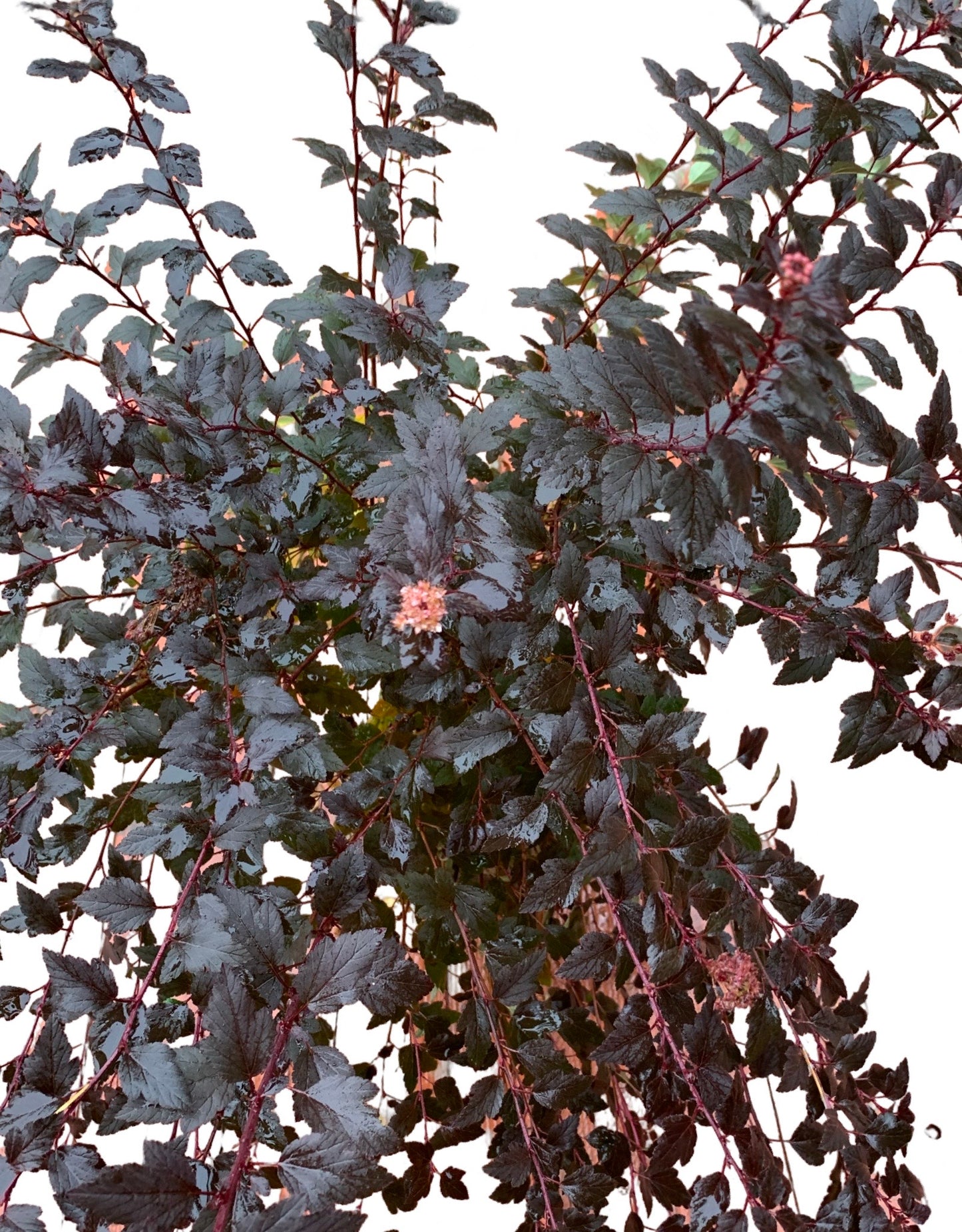 Physocarpus opulifolius 'Little Joker' - The Garden Corner