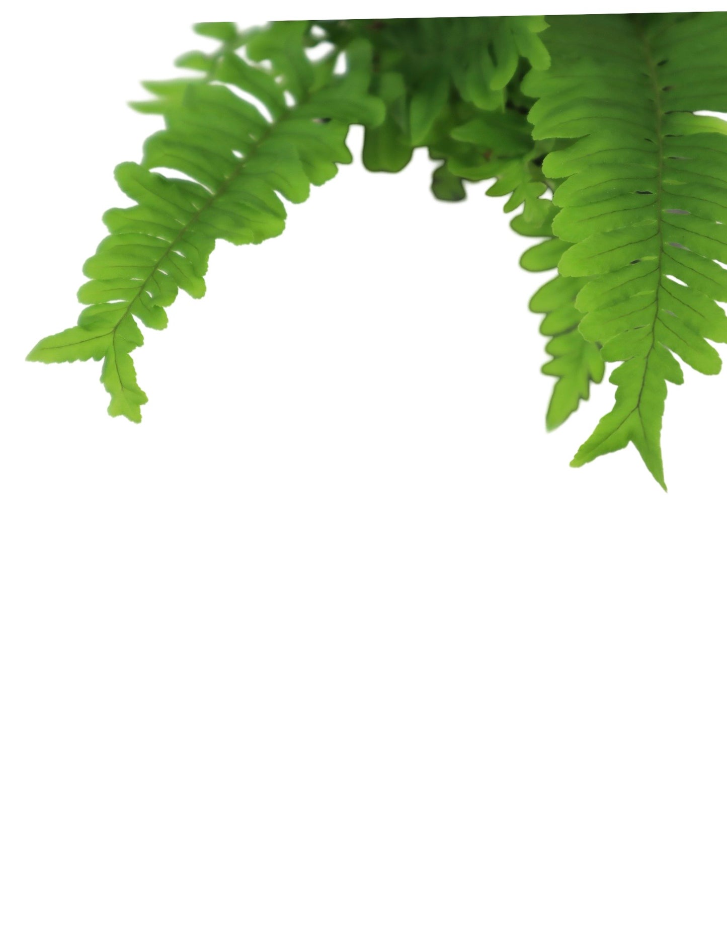 Polypodium vulgare 'Bifido Multifidum' - Perennials