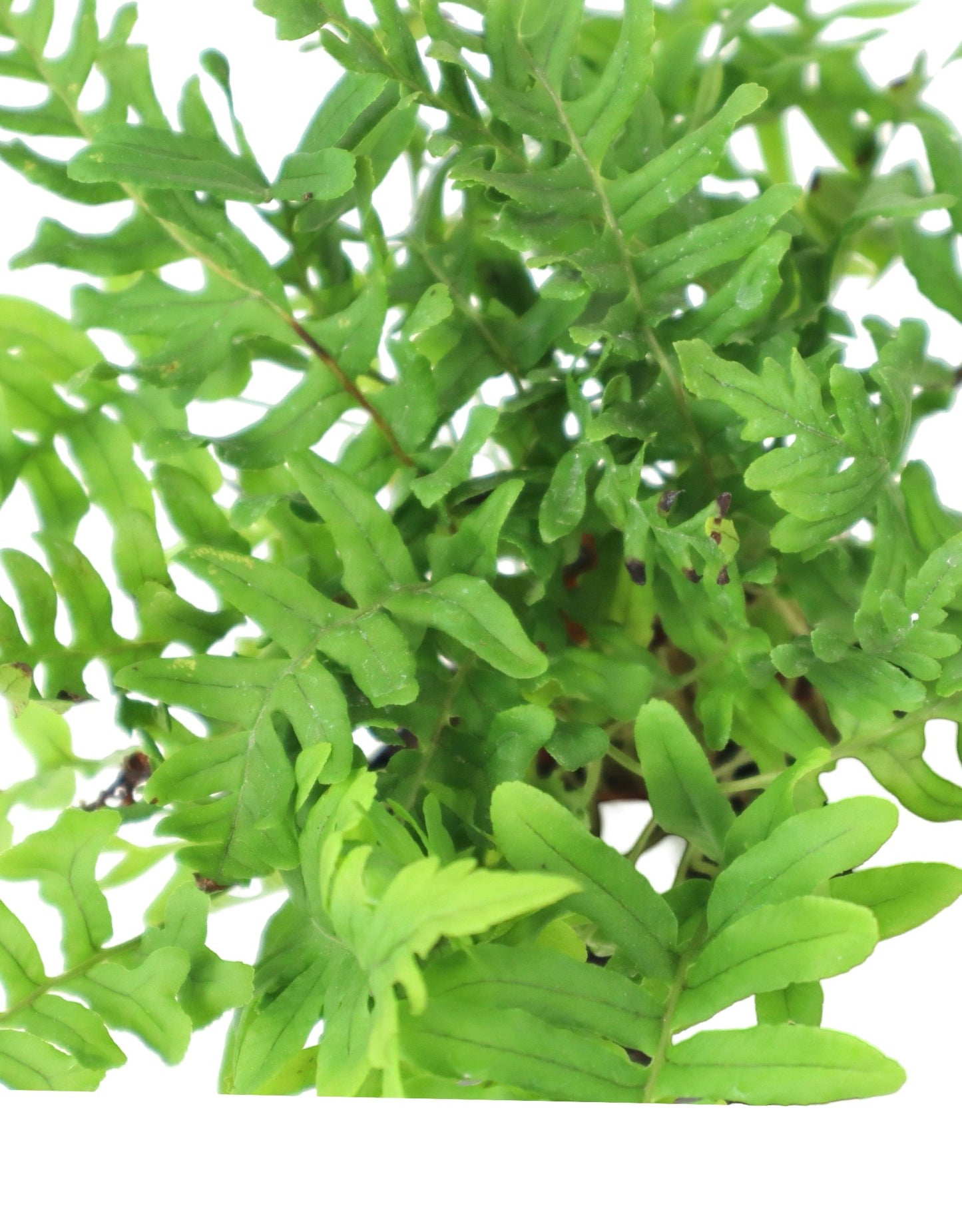 Polypodium vulgare 'Bifido Multifidum' - Perennials