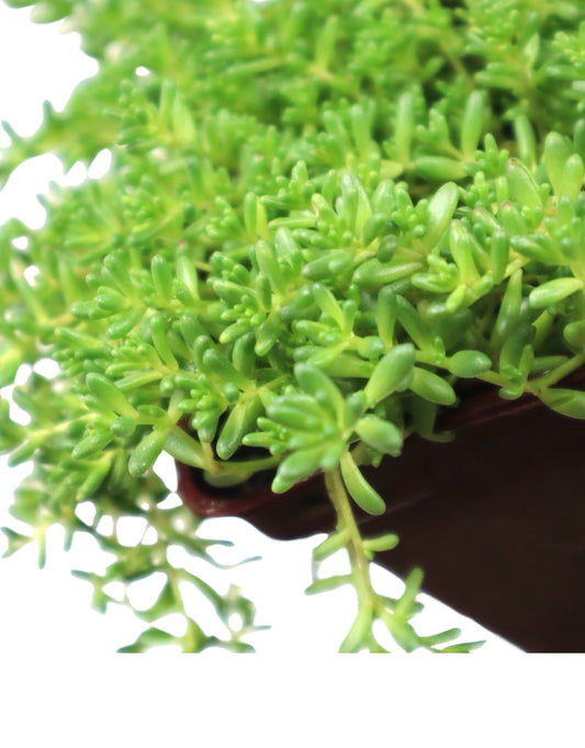 Sedum album 'Coral Carpet' - The Garden Corner