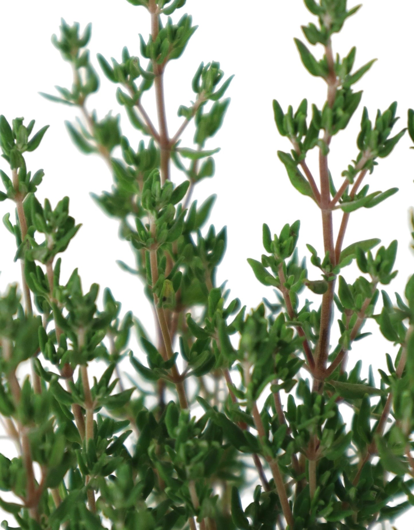 Thymus ‘Winter' - The Garden Corner