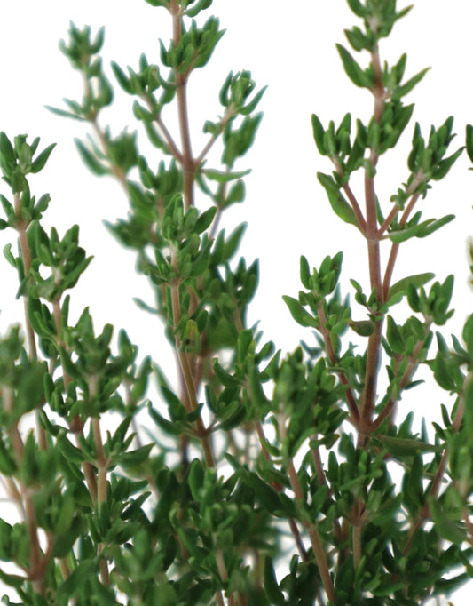 Thymus ‘Winter' - The Garden Corner