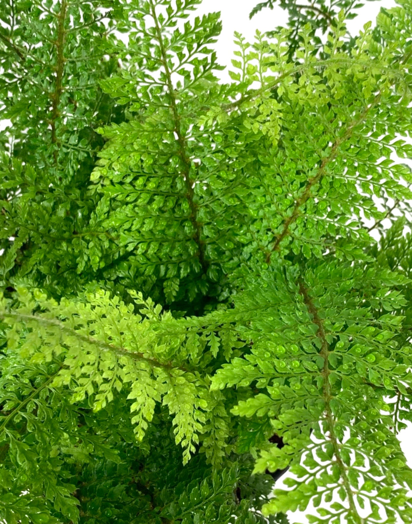 Polystichum setiferum - The Garden Corner