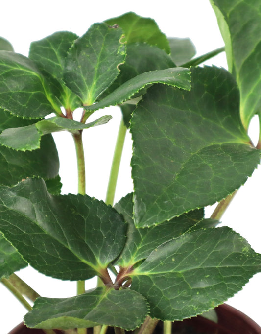 Helleborus Ice N Roses® 'Carlotta' - The Garden Corner