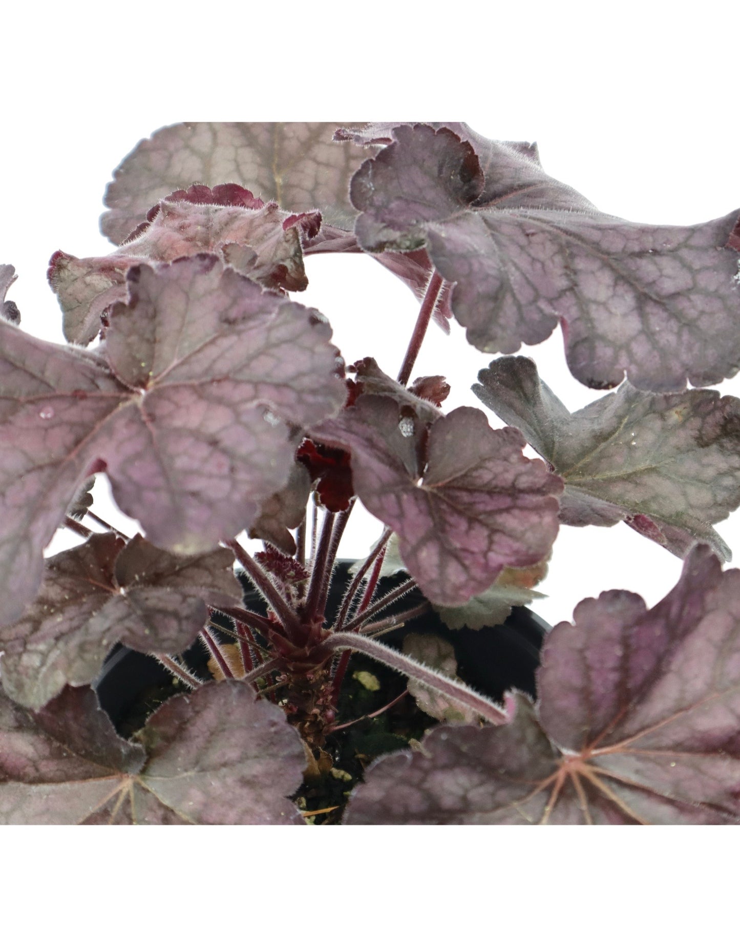 Heuchera x villosa 'Grande Black' - The Garden Corner