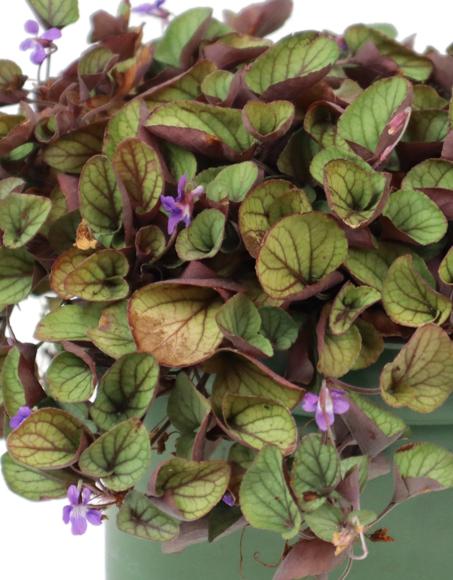 Viola walteri 'Silver Gem' - The Garden Corner