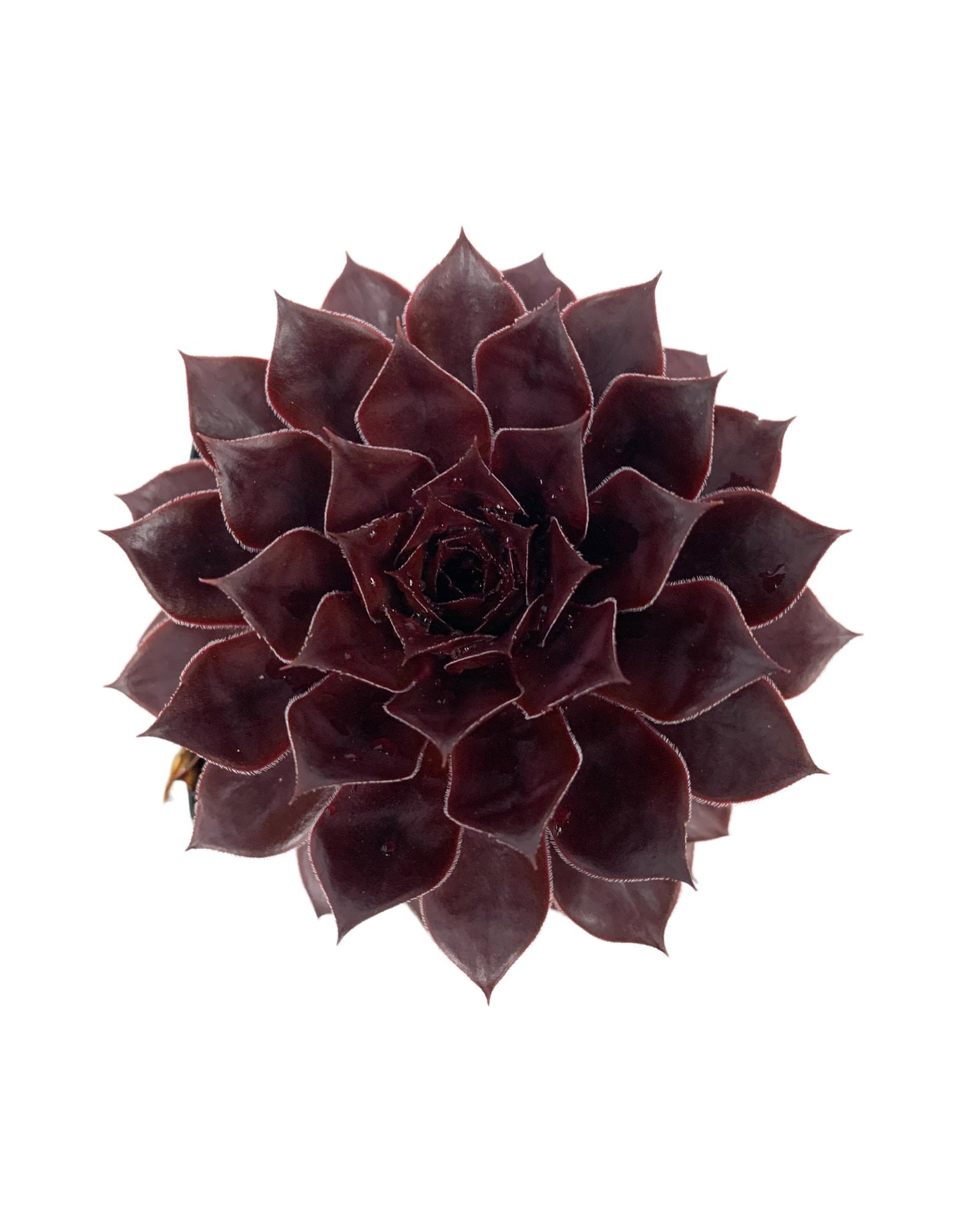 Sempervivum 'Chick Charm Cherries Jubilee' - The Garden Corner