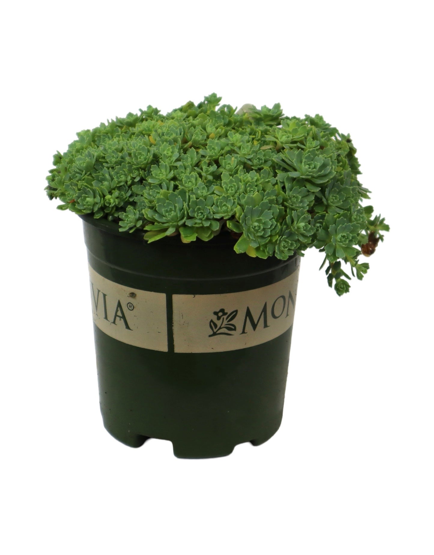 Sedum pachyclados