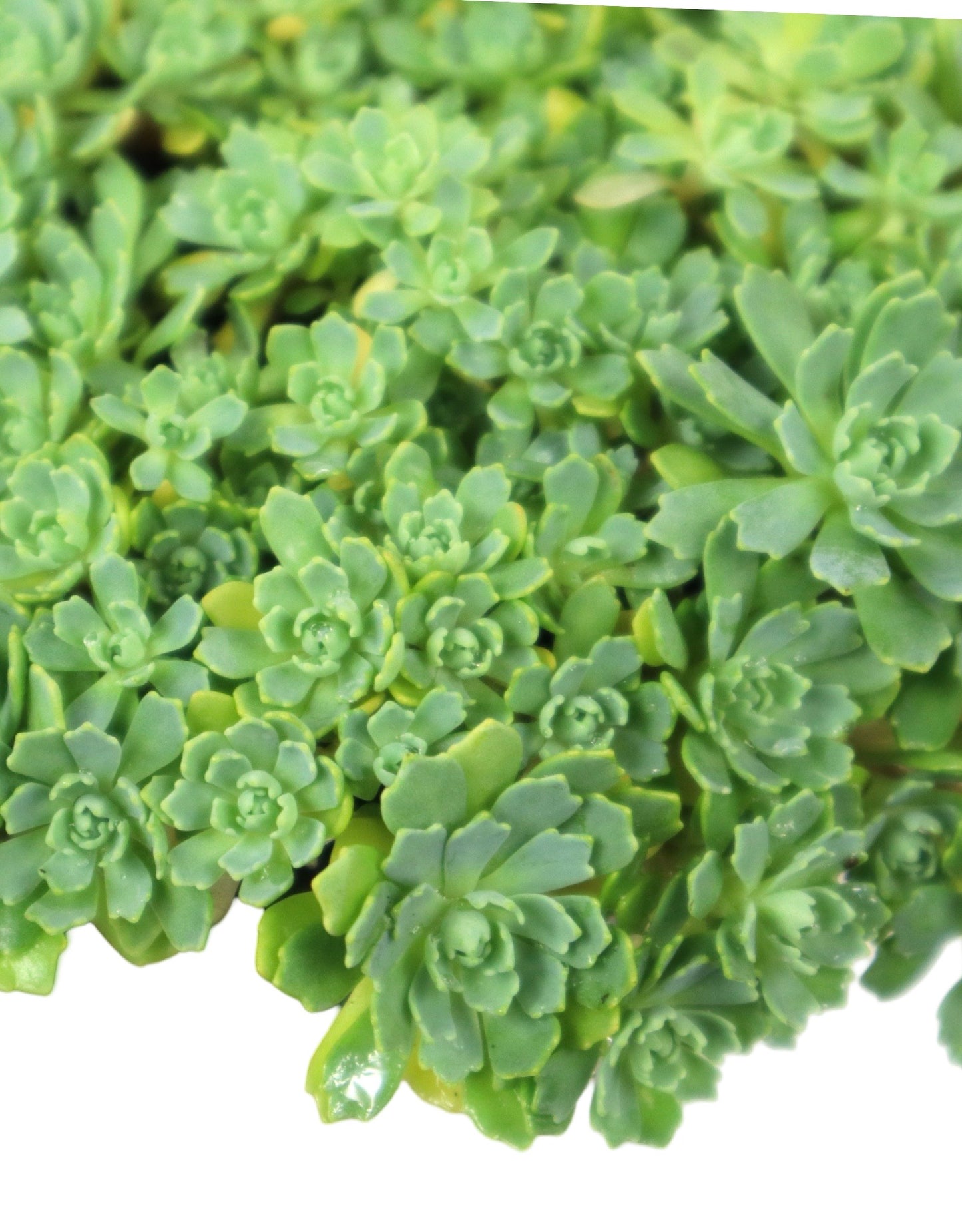 Sedum pachyclados - The Garden Corner
