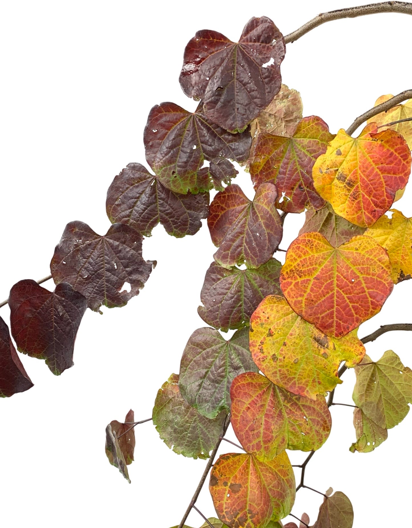 Cercis canadensis 'Ruby Falls - The Garden Corner