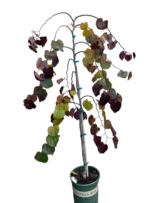 Cercis canadensis 'Ruby Falls - The Garden Corner