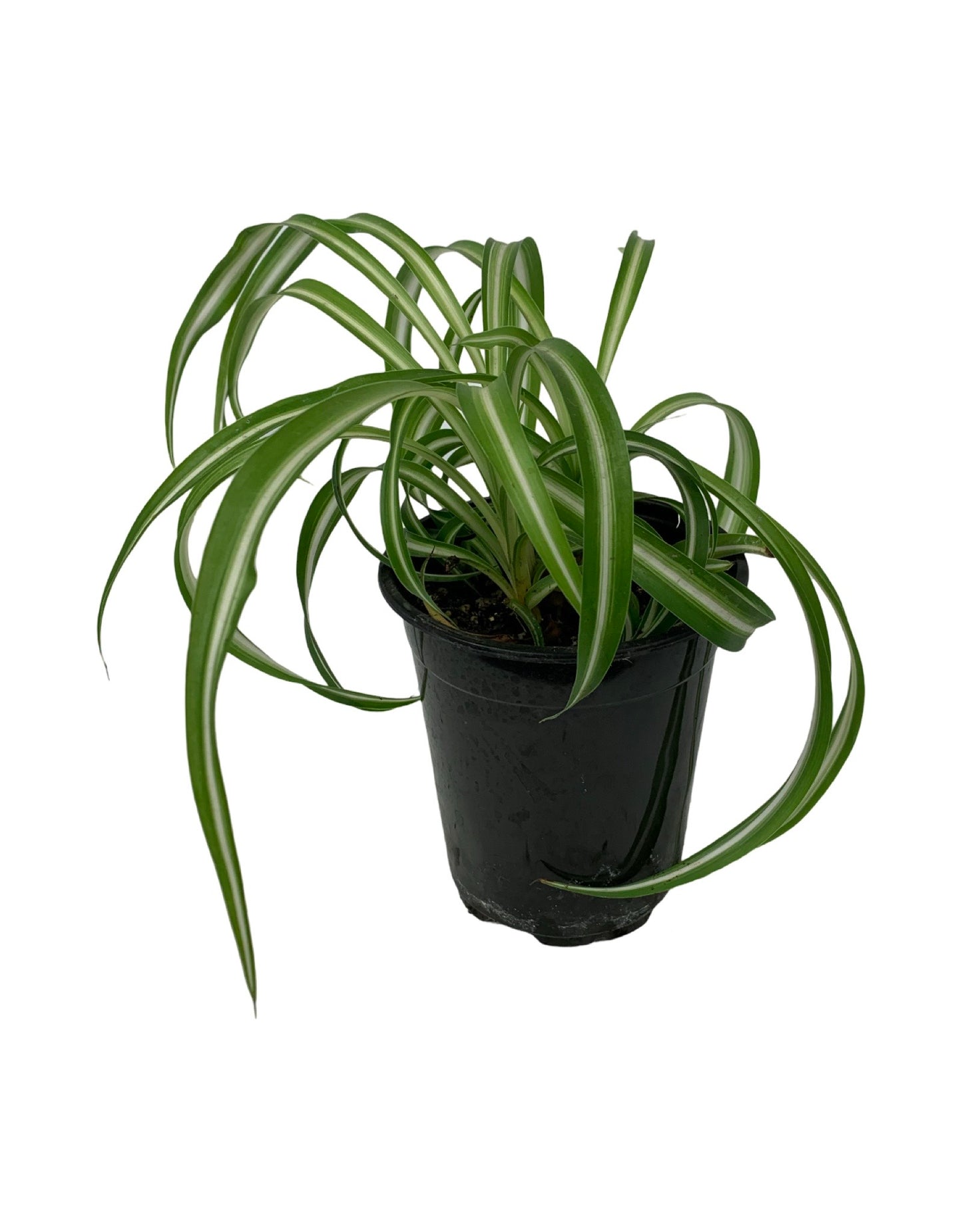 Chlorophytum comosum 'Bonnie' - The Garden Corner
