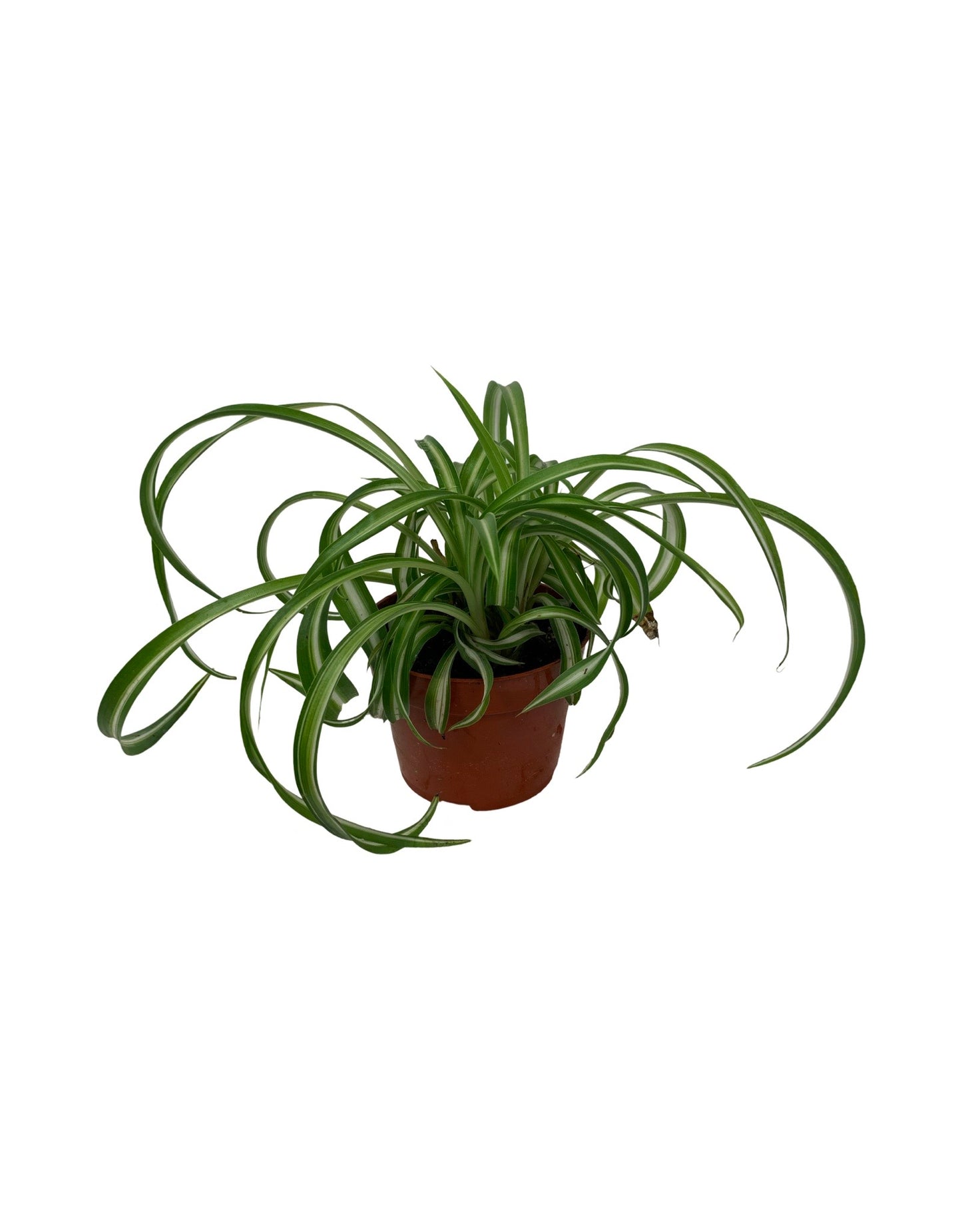 Chlorophytum comosum 'Bonnie' - The Garden Corner