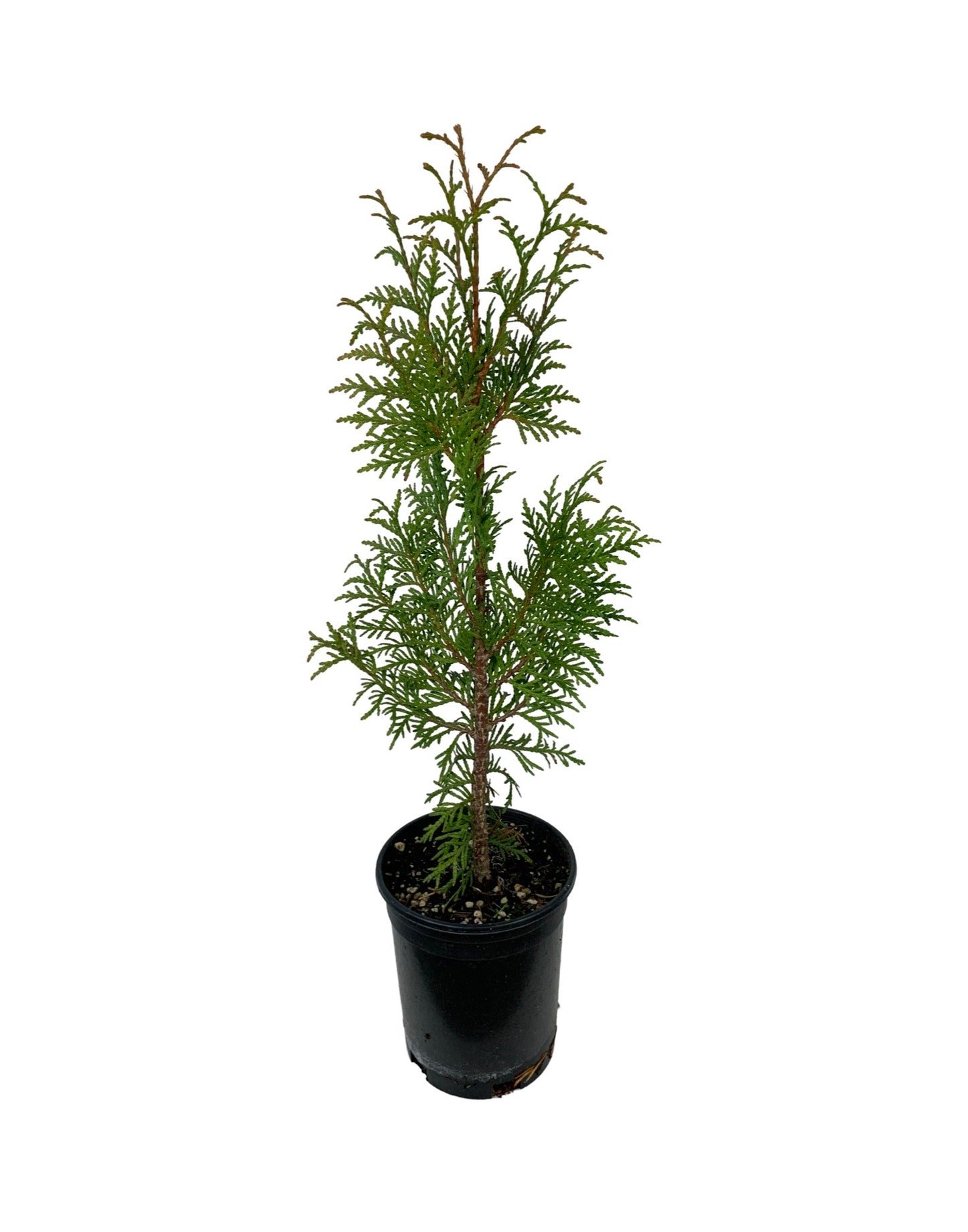 Thuja plicata 'Northern Spire'