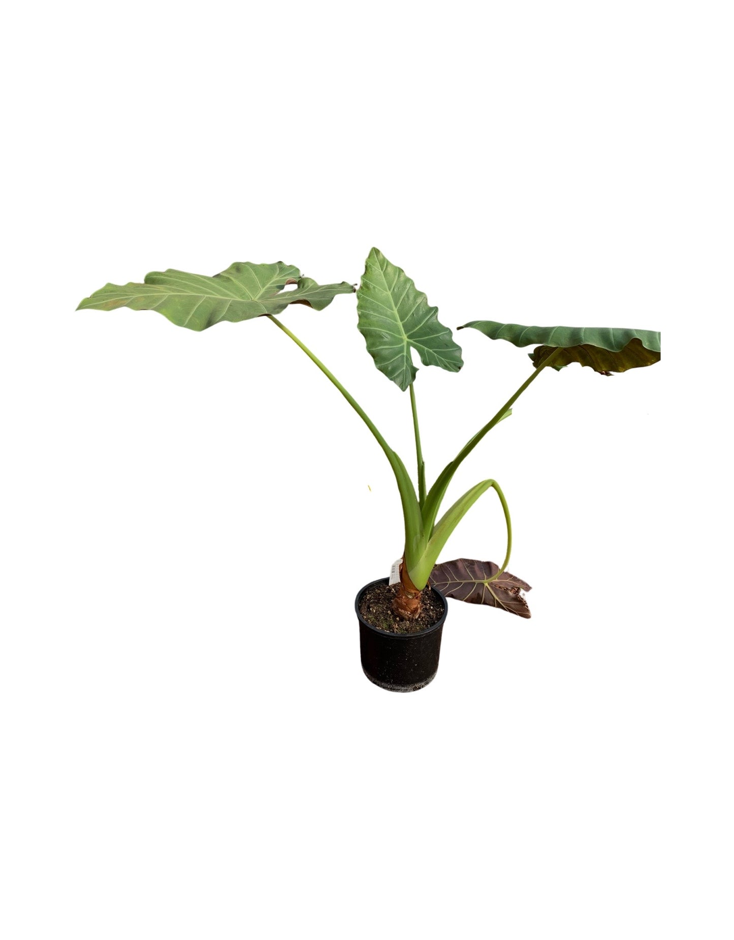 Alocasia 'Mayan Mask' - House Plants