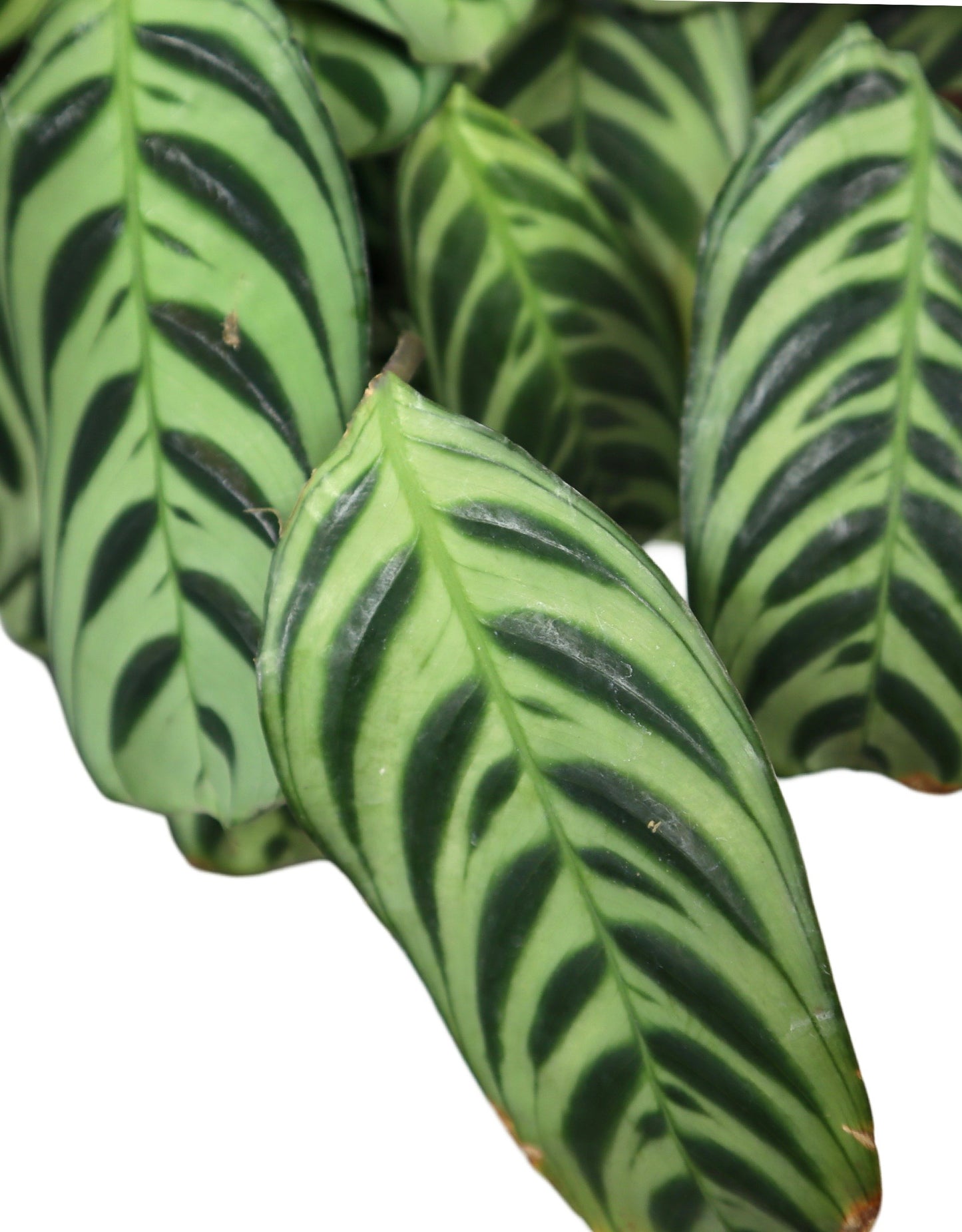 Calathea makoyana